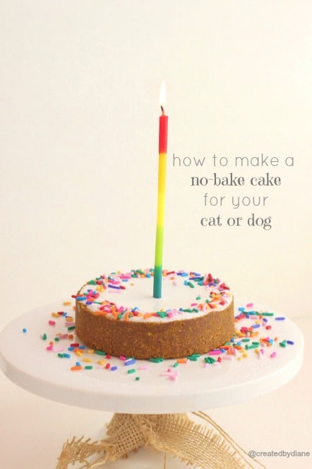 cat cake the cake