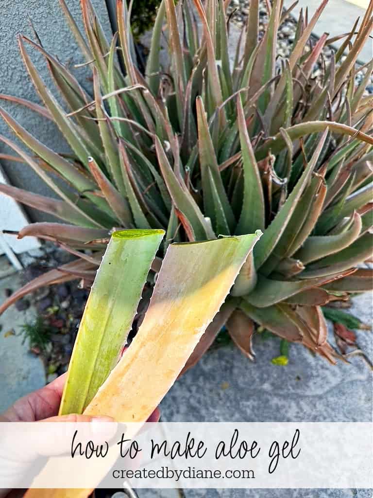 using and prepping aloe for minor cuts and burns, including sunburn.